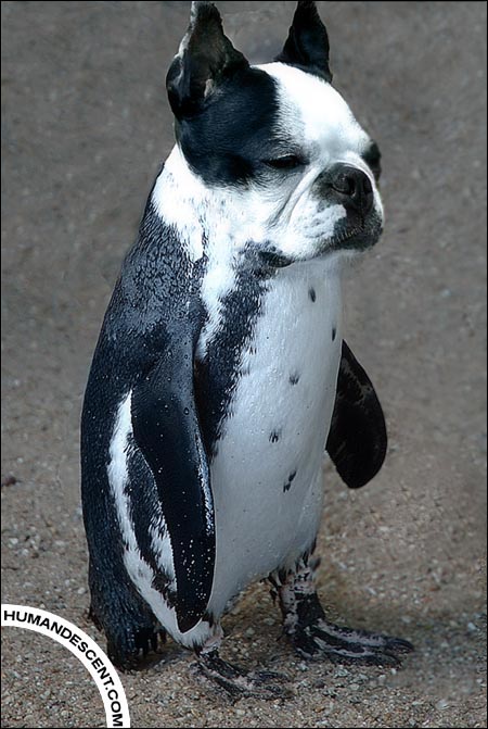 pingouin-pug
