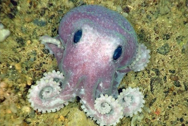 LB48baby-octopus-s