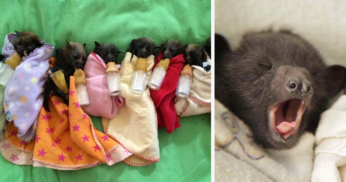 adorable-orphaned-baby-bats-australian-bat-clinic-fb